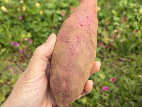 高系14号 | ホクホク栗のような上品な甘さ 島育ちの熟成さつまいも 五島産 ４kg