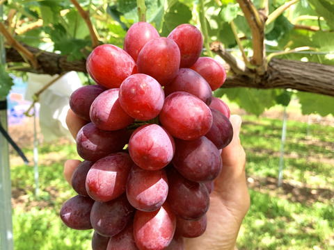 【長野県限定】クイーンルージュ®︎&シャインマスカットセット(各1房、合計1.2kg超)