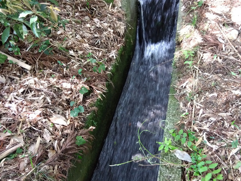 令和6年新米　和歌山県橋本市栽培の玄米（約10キロ）