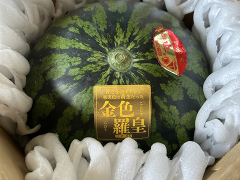 金色羅皇（こんじきらおう）7〜8kg