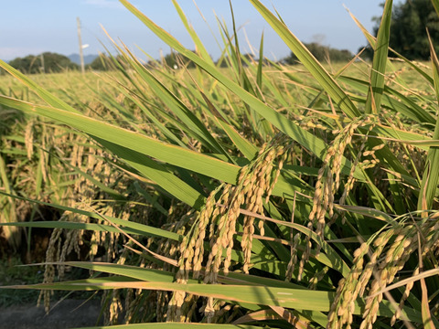 令和2年度産新米！熊本県北産ヒノヒカリ10kg