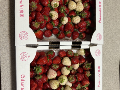 たっぷり！紅白いちご『古都華&天使のいちご』特別栽培農産物　1kg(1箱)　ジャムやジュースに！　朝採り！農薬削減栽培！