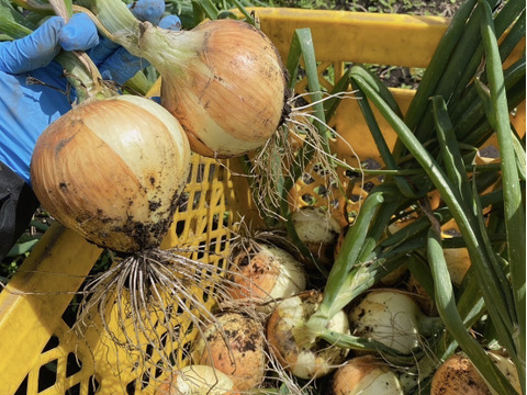 【業務用。激安！！】新玉ねぎ：スパート１０kg（栽培期間中農薬・化学肥料不使用）