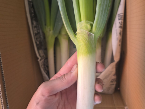 【同梱発送】自然栽培大根×ネギ