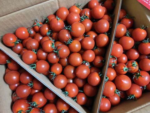 食べ出したら止まらない※糖度９度以上※おいし～甘～いフルティカ※2kg※トマ糖※