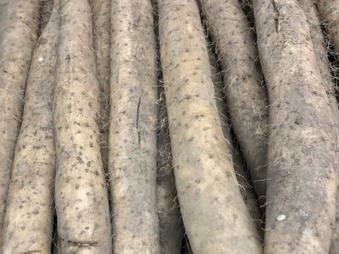 長野県中川村産 長芋（家庭用5kg）