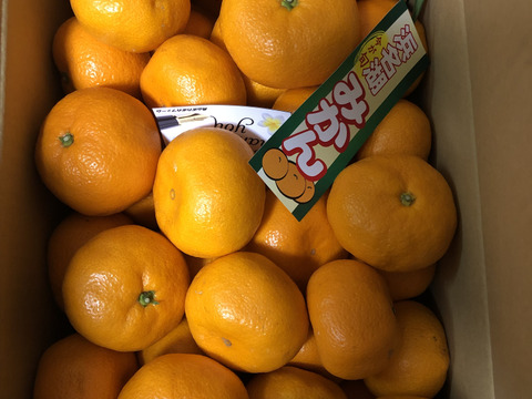 静岡奥浜名湖産太陽さんさん青島みかん(7kg)
