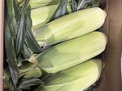 【生で食べられる】★★夏のご褒美★★ダントツの甘さ！田田-でんでん-の白とうもろこし【ブランド絹】｜朝採れの最高品を厳選してお届け！(8本/80サイズ)