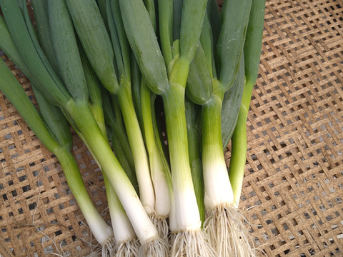 風味抜群！九条ねぎ　1kg以上（農薬・化学肥料・除草剤不使用）