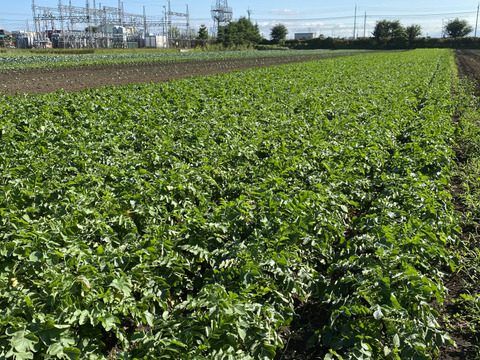 ●北海道産 とうもろこし 白 ●雪の妖精 ●北海道産 ●10本入り