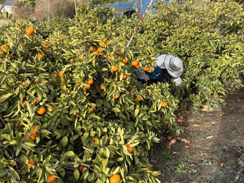 甘さしっかり！瀬戸内育ちの樹上熟成 大津みかん 10kg箱