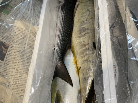 【匠の活〆】季節の魚詰め合わせセット（2㎏程度）まとめ買いで４㎏、６㎏も！