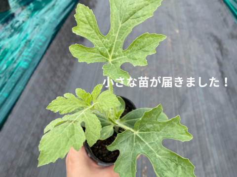 濃厚な甘みに家族もうっとり..♡大切な人の笑顔が見れる美味しい〜！大玉スイカ♡いっぺん食べてみて♪←福井弁　8〜9kg(1玉入)【父の日ギフト】