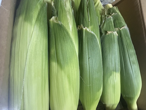 野菜界のフルーツ！？ホワイトコーン