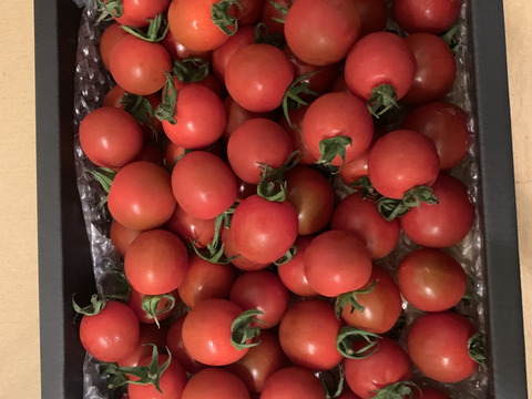 【期間限定】楽園トマトの定番　千果　たっぷり１ｋｇ詰め合わせ