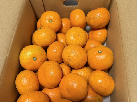 【食べチョクで１番売れてるみかんです！】夕やけみかん（3㎏）小玉（圧倒的人気のみかんです！）