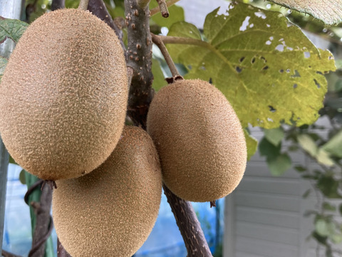 富士山麓の野菜セット