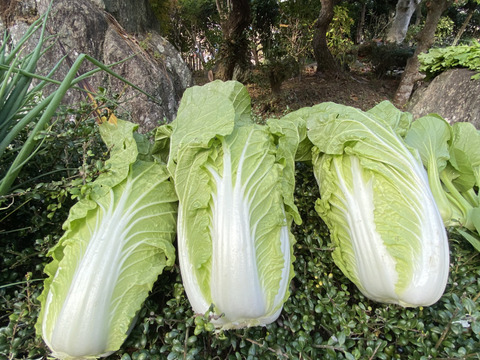 カラダが喜ぶ!!旬のお野菜セット9~10種類【おまかせ80】