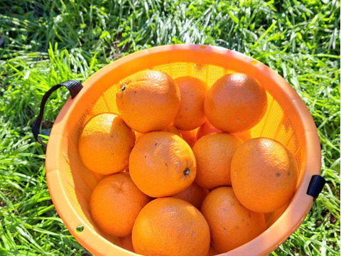 有機JAS認定！　愛媛県が誇る『しまなみ潮風柑橘』シリーズ　伊予柑　(ご家庭用・５㎏箱込み)