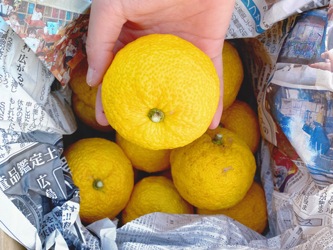 4kg自然栽培【山の柚子】完熟は絶品！濃厚な香り　温まる　（数量限定）
