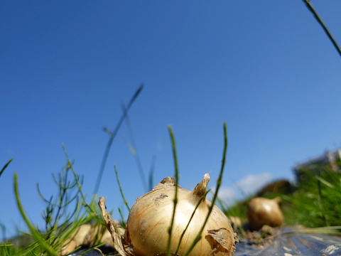 5キロ自然栽培淡路島産固定種玉ねぎ【農薬完全不使用 完成無肥料栽培 】ご予約順に発送！淡路島固定種玉ねぎ〙80サイズAwaji369farmから玉ねぎをお届け！！【販売開始】
