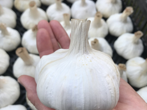 【旬】新鮮な生ニンニク　9kg 愛知県産 大人気！2026年産無添加むきにんにく（大小込）（1kg）：愛知県産の