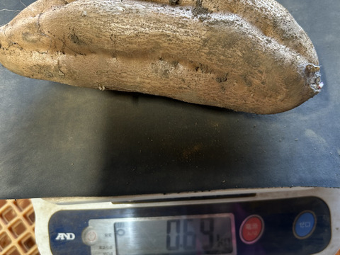 大きめのねっとりクリーミー💕熟成安納芋