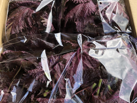 赤紫蘇(葉先ばかり)　500g　フレッシュ　葉取り楽々　農薬不使用　 赤シソジュース
