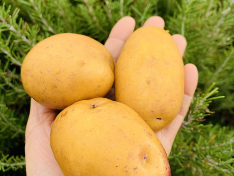農薬化学肥料不使用　新じゃが【インカのめざめ】＆ローズマリー少量