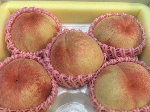 2025年先行予約　【ご家庭用】【朝どれ】5玉入り 【樹熟🍑】　【岡山の白桃】くだもの王国おかやま よりお届け！