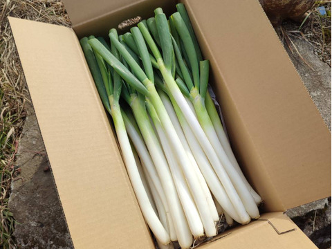 【有機JAS】甘味が乗った！南阿蘇産オーガニック白ネギ（サイズ混合2kg・約25本）