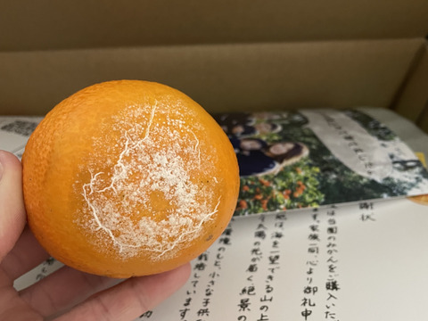【贈答用】まるで天然ゼリー！まどんな（８～１２玉）　※12月上旬発送