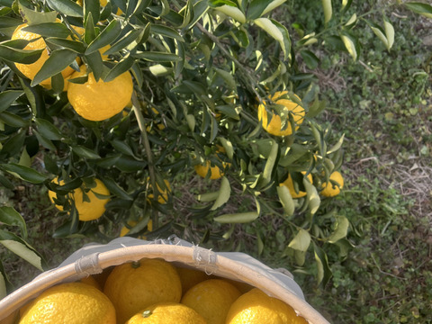 上品な柑橘「はるか」5kg