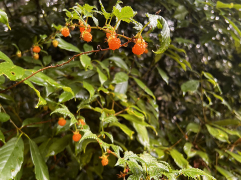 【福袋2025】野生日本蜜蜂　花粉蜜1個110g【非加熱の生はちみつ】🎉8周年記念スペシャルプライス🎉  人気の日本蜜蜂の花粉蜜4,260円→3,400円（800円OFF！）