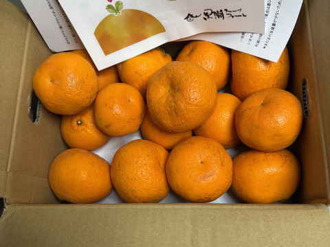 極味イチバン！濃甘はるみ 3ｋｇ（箱込み）