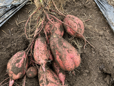 [埼玉寄居発] あま〜い さつまいも安納芋 2kg