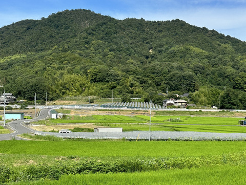 『ご家庭用ニューピオーネ』
晴れの国岡山県笠岡市　2kg3〜5房化粧箱入