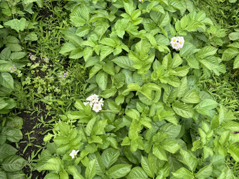 【福袋2025】農薬・化学肥料不使用 新じゃが キタアカリ　箱いっぱいにお入れしてお届けいたします。7月上旬からご予約順に順次収穫して発送致します