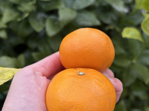 限定♪【柑橘食べ比べ🍊】〔 訳アリ 小玉SS～Ｍ〕味が濃い！瀬戸内育ち 石地みかん４㎏ / オレンジ香るブランド柑橘 はれひめ３㎏： 計７kg🍊離島より直送します！