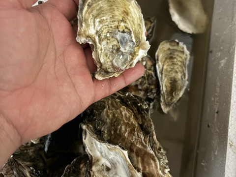 5kg 海から水揚げしたままの牡蠣【要説明確認】生食用 ムール貝 アカザラガイ 手間のかかる牡蠣です 生牡蠣 牡蛎 kaki oyster 松島牡蠣屋 かき カキ 半分程度は不要なゴミが出ます BBQ