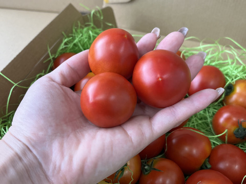 【岐阜県産】得トク！ミディトマト🍅0.8㎏
