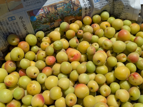 栽培期間中農薬不使用　群馬県産　樹上完熟小梅5キロ