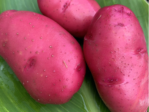 【福袋】高野山麓精進野菜カラフルじゃがいも＆さつまいも＆ローズマリー少量　箱込み4.9キロ　先着15名様ヘチマたわしおまけ付き！！