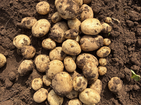 デジマ｜ホクホク旨味が濃い新じゃが 皮ごと食べられる島じゃがいも ４kg