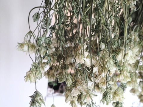 オルレアのドライフラワー❀２０本❀ホワイトレースフラワー オルレア オルラヤ ドライフラワー ☆長さ約30cm