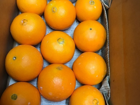 （三ヶ日）ネーブルオレンジ約3.5㎏（10玉～12玉）