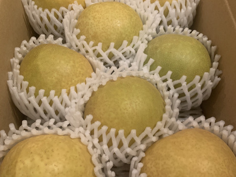 鳥取産　幸水梨（2.5㎏）