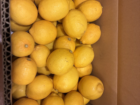 紀州「レモン」（サイズ混合）５㎏