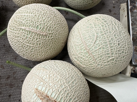 【緊急放出】外まで甘いマスクメロン2玉2.6kg箱入り（2玉で2.6kg以上）