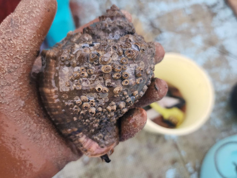 天然！活アカニシ貝 1kg（目安：7〜10個）赤西貝 ニシガイ 西貝 ニシ貝 巻き貝 漁師直送 刺身 煮つけ 海産物 BBQ 炉端焼 刺身